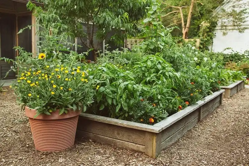 Symbiotic Companion Planting