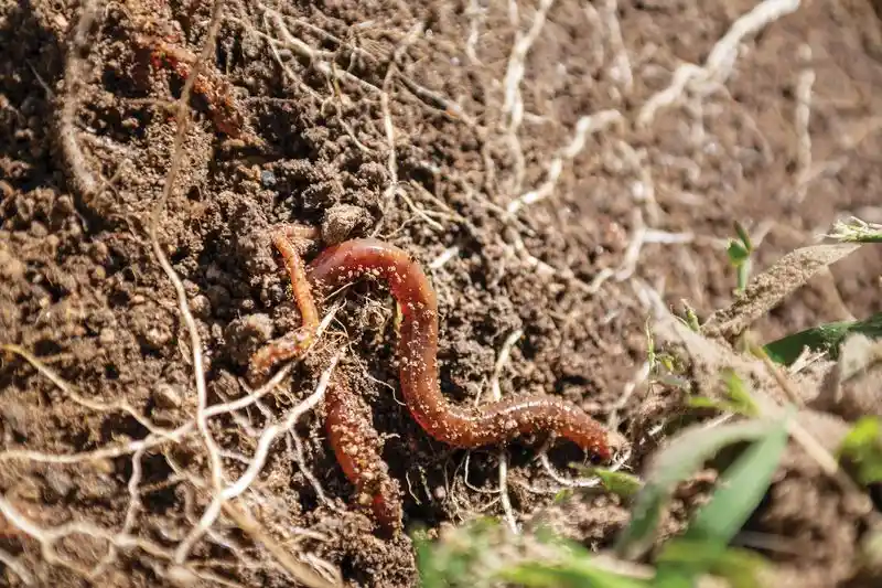 Symbiotic Relationships: Plants and Microbes