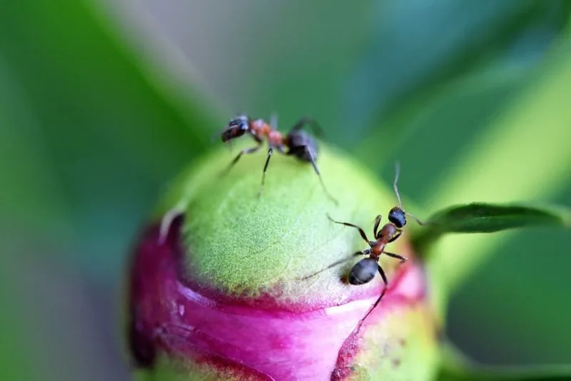 Peony Pests