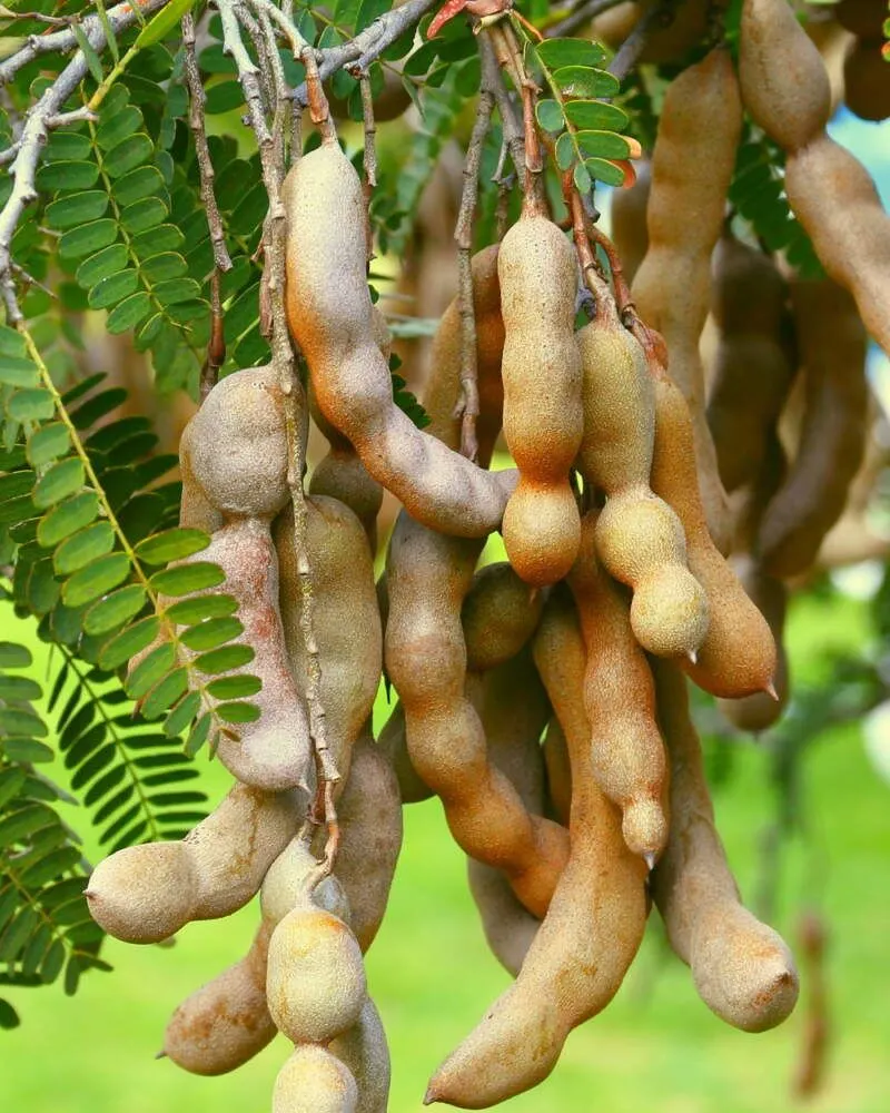 Tamarind
