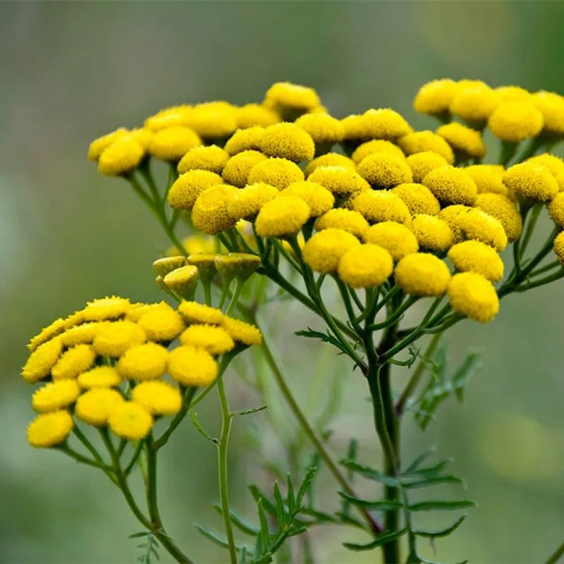 Tansy