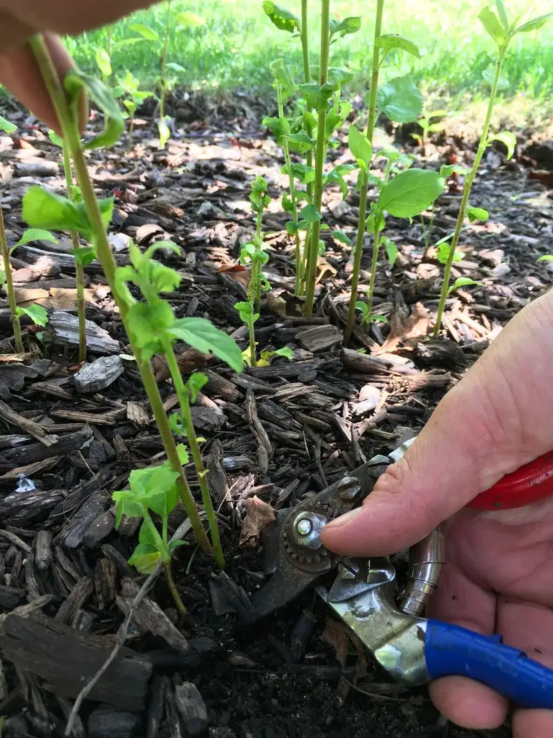 Target Suckers and Water Sprouts