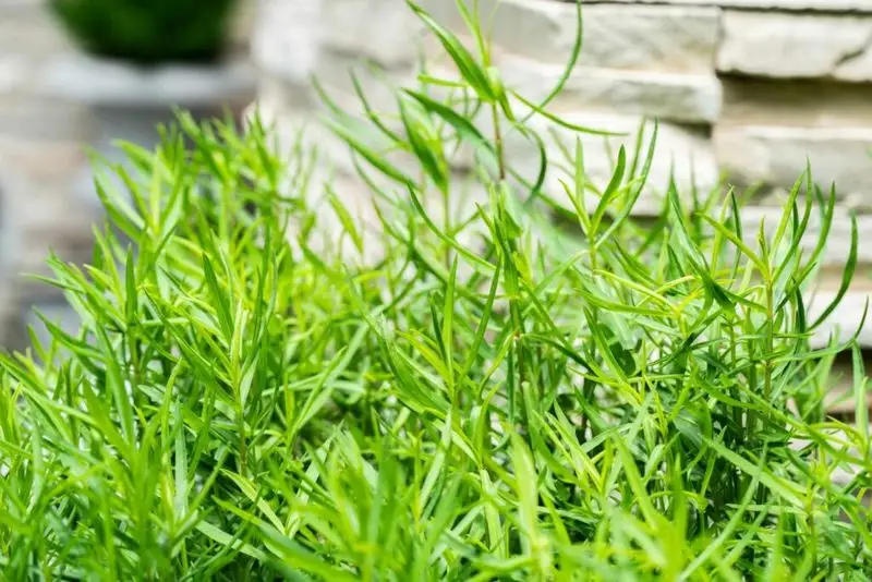 Tarragon