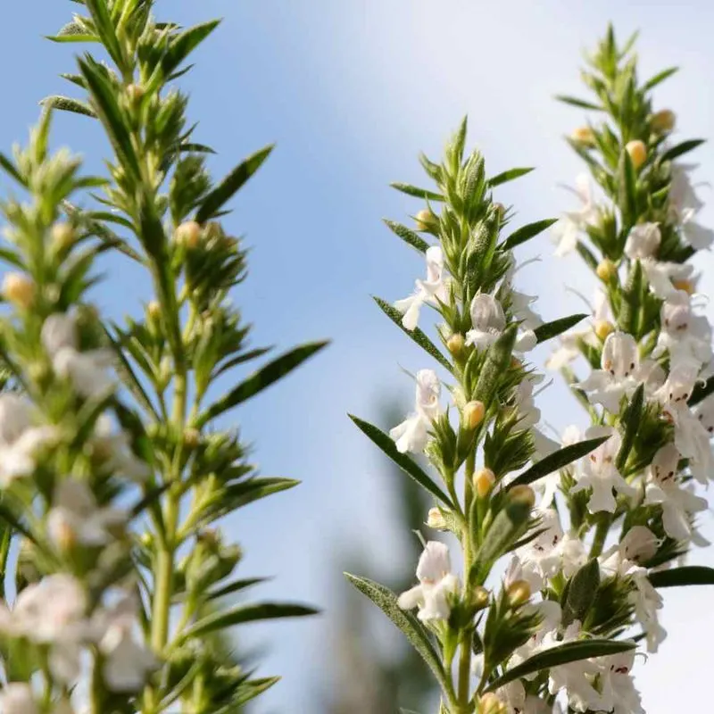 Winter Savory