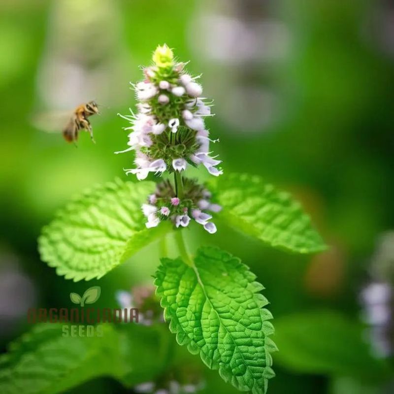 Lemon Balm