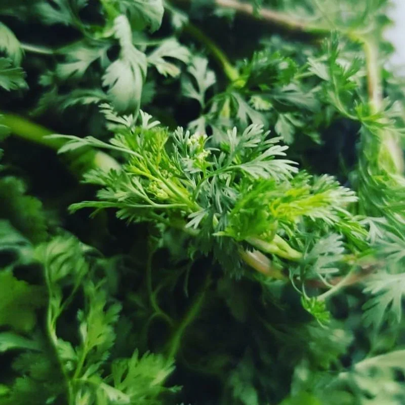 Cilantro