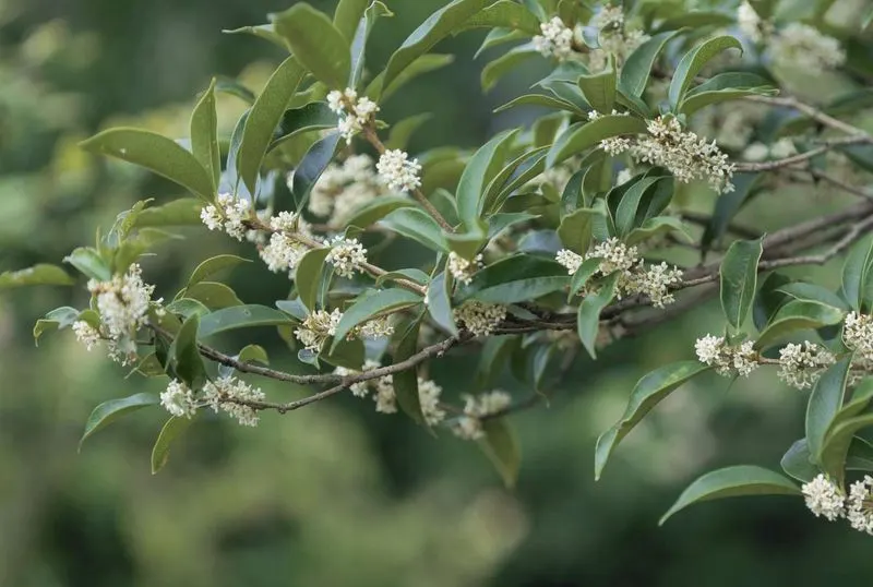Tea Olive Tree
