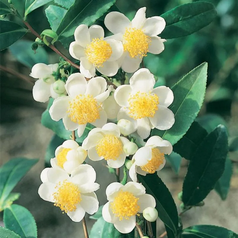 Tea Plant (Camellia sinensis)