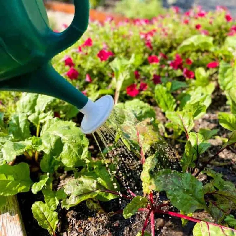 Tea Time for Microbes