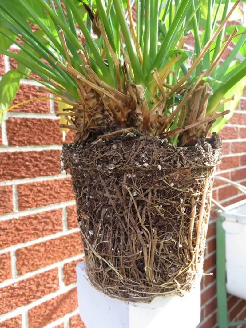 Overcrowded Roots