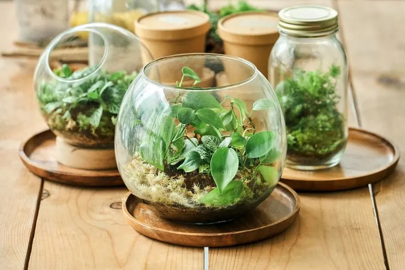 Terrariums