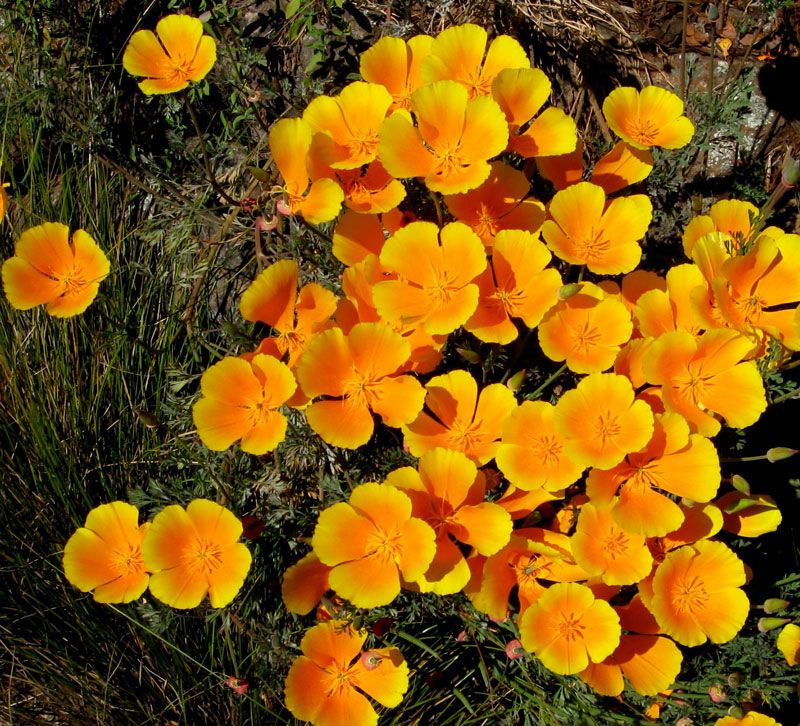 California Poppy