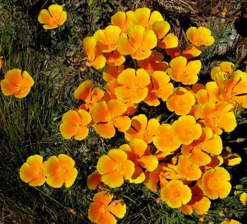 California Poppy