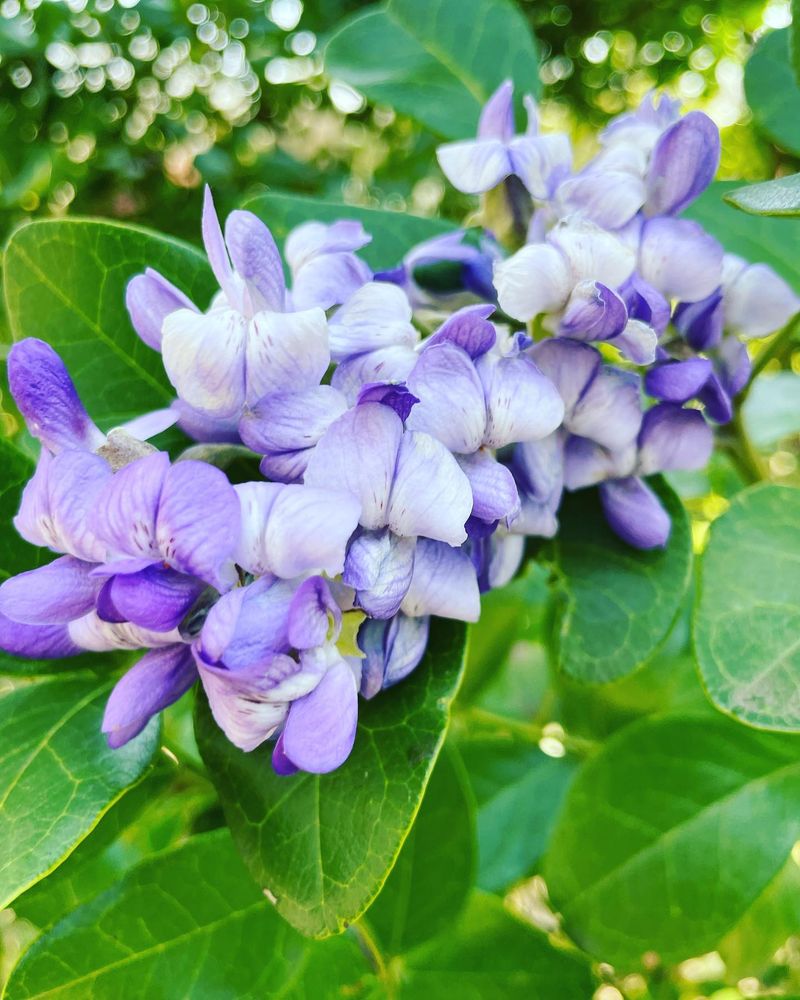 Texas Mountain Laurel