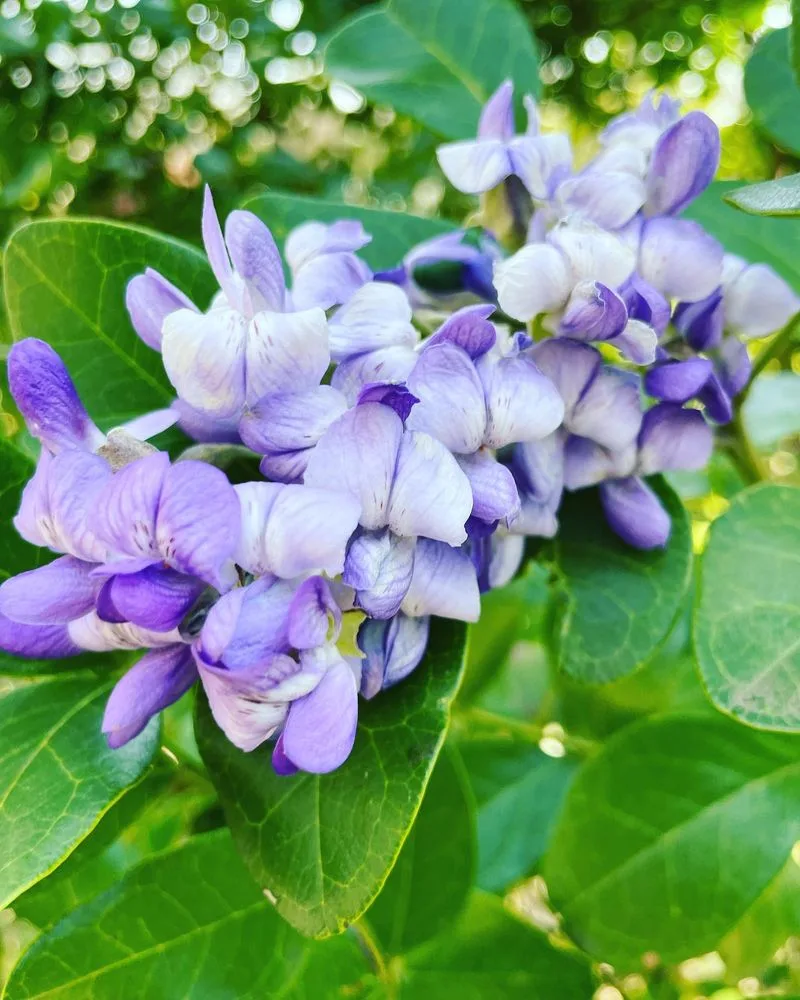 Texas Mountain Laurel
