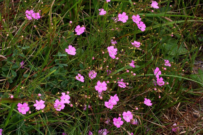 Sandplain Gerardia