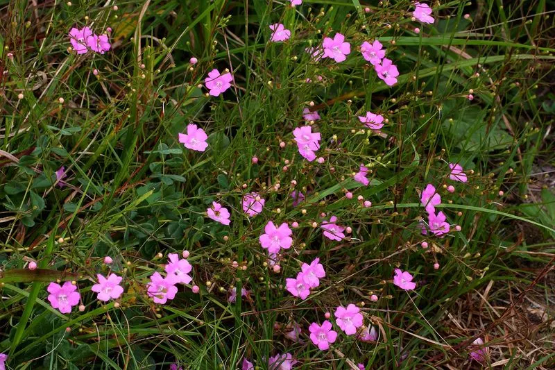 Sandplain Gerardia