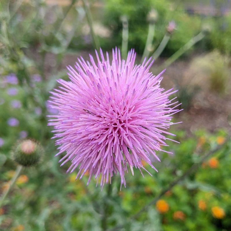 Texas Thistle