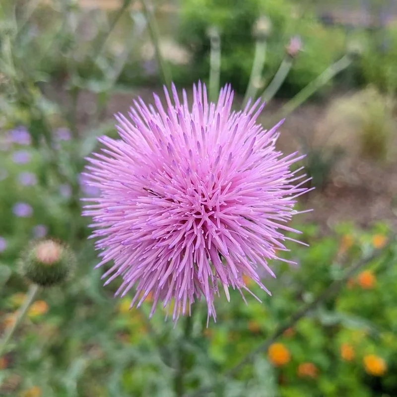 Texas Thistle