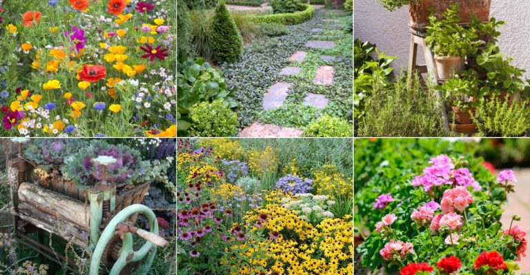 The 14 Cheapest Way to Fill Bare Garden Spots Before Summer Hits