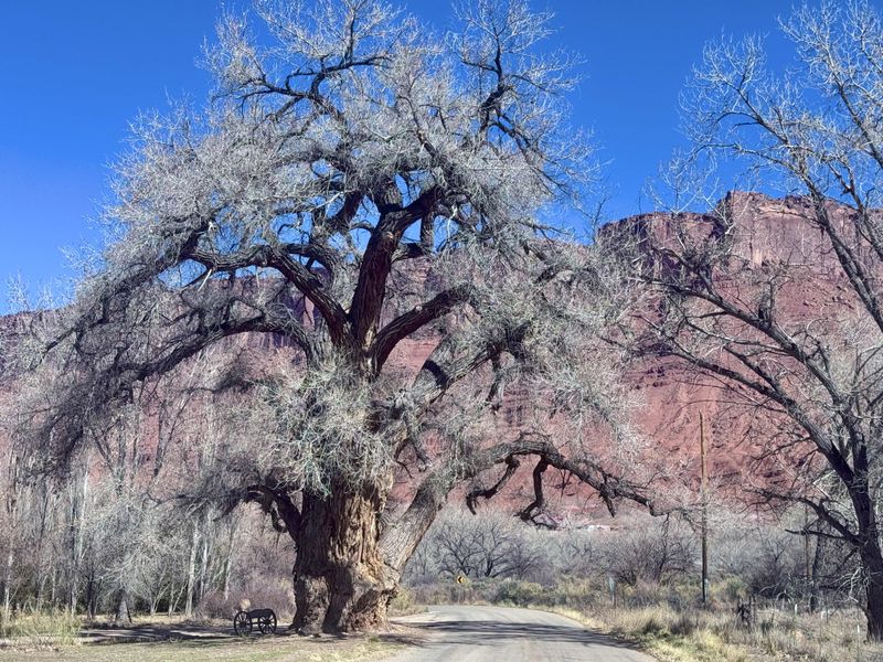 The Fremont Cottonwood