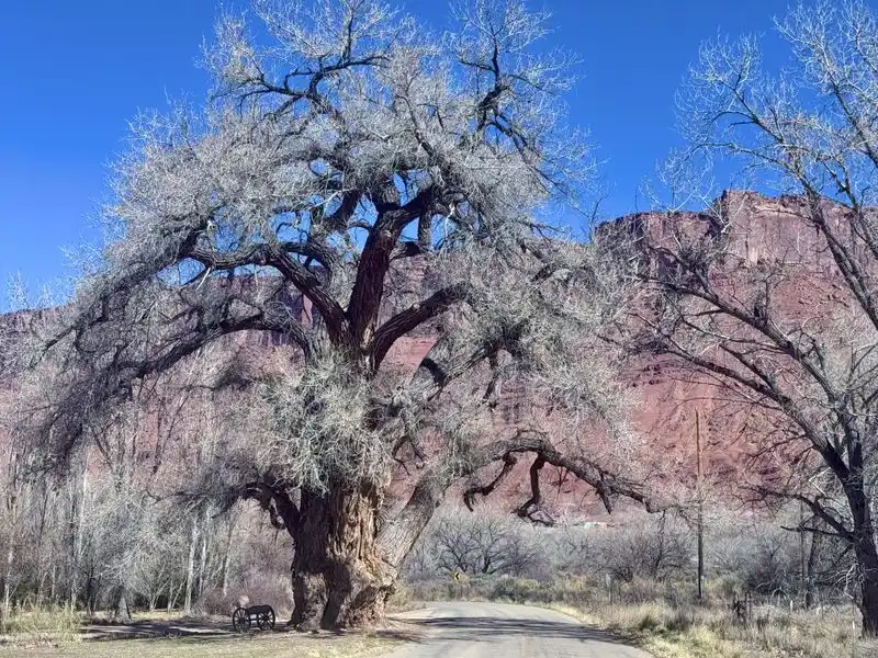 The Fremont Cottonwood