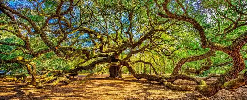 The Angel Oak