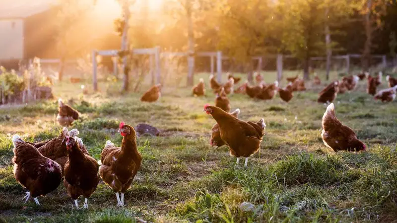 The Chicken Meditation Retreat