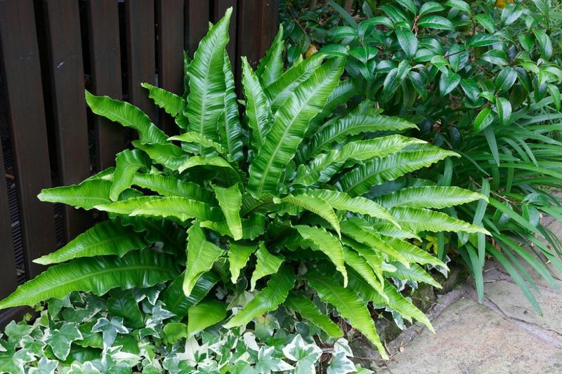 The Classic Hart's Tongue Fern