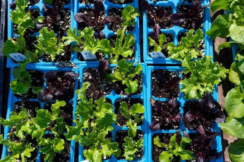 The Discounted Plant Catch