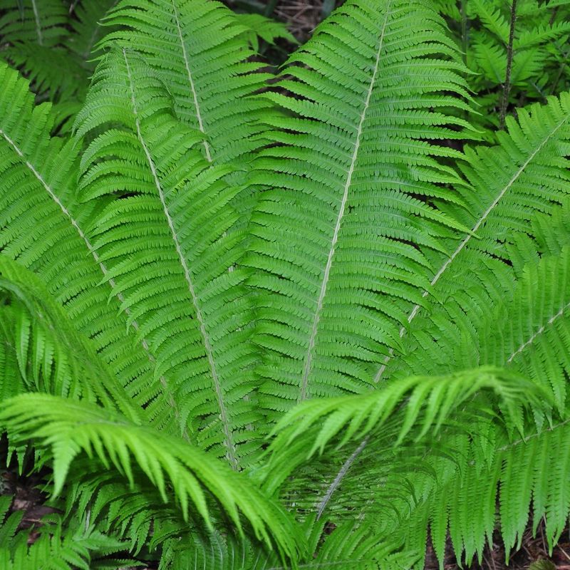 The Elegant Ostrich Fern