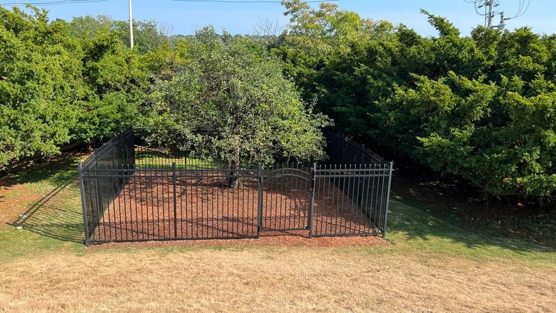 The Endicott Pear Tree