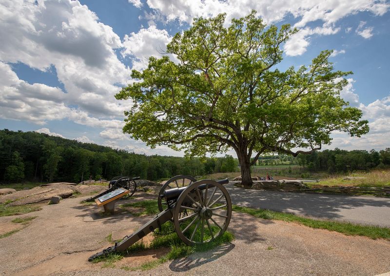 The Witness Tree