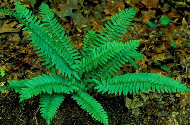 The Evergreen Christmas Fern