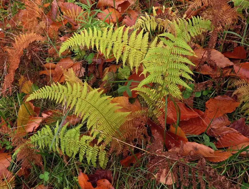 The Everlasting Autumn Fern