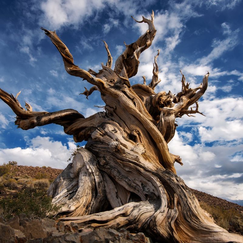 The Methuselah Tree