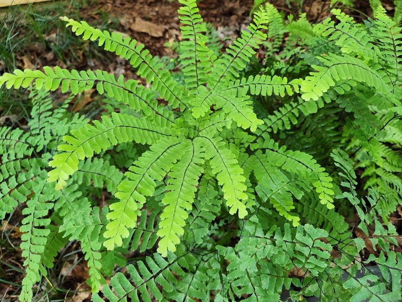 The Graceful Maidenhair Fern