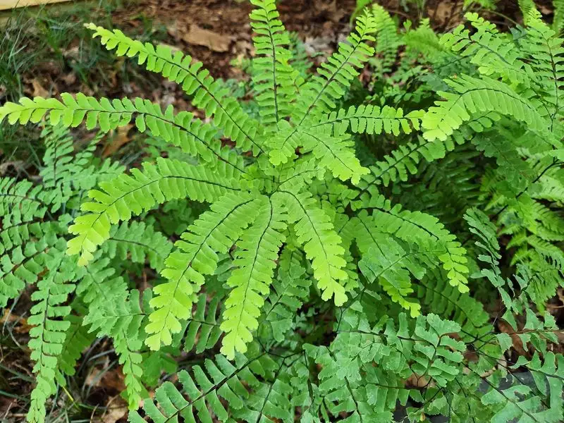 The Graceful Maidenhair Fern