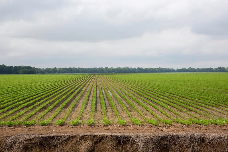 The Mississippi Delta