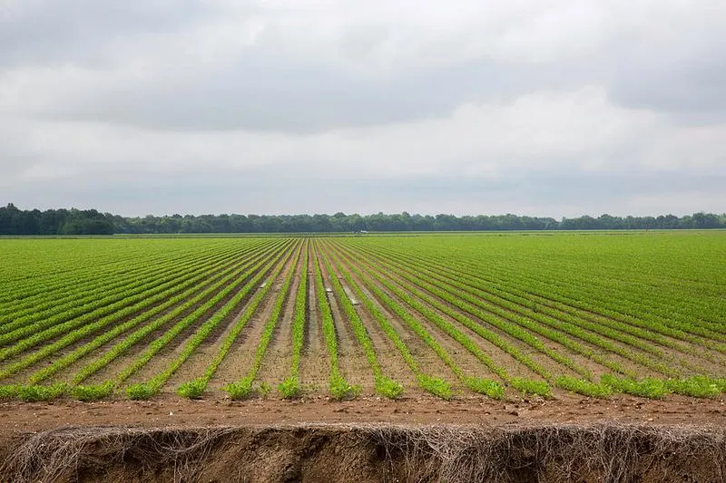 The Mississippi Delta