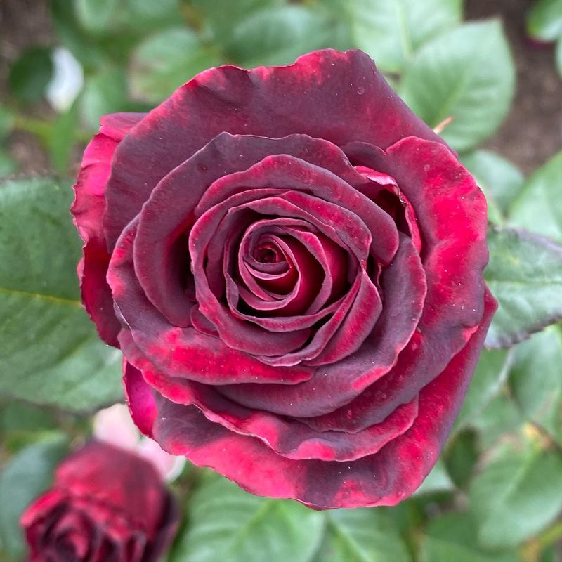 Black Baccara Rose