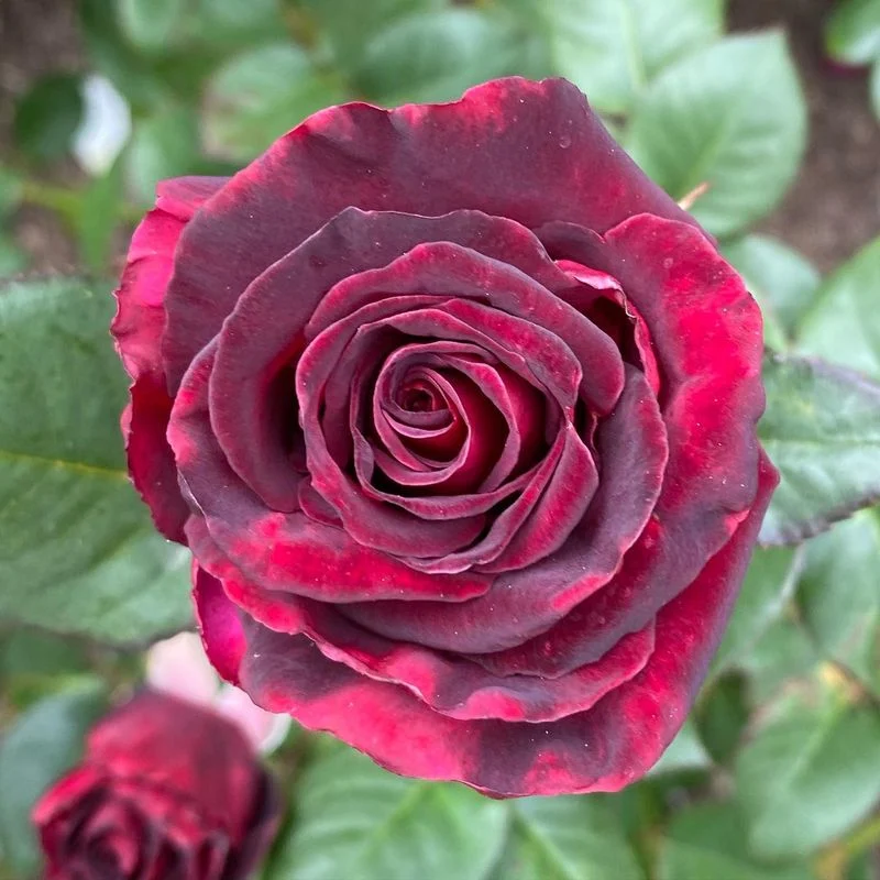 Black Baccara Rose