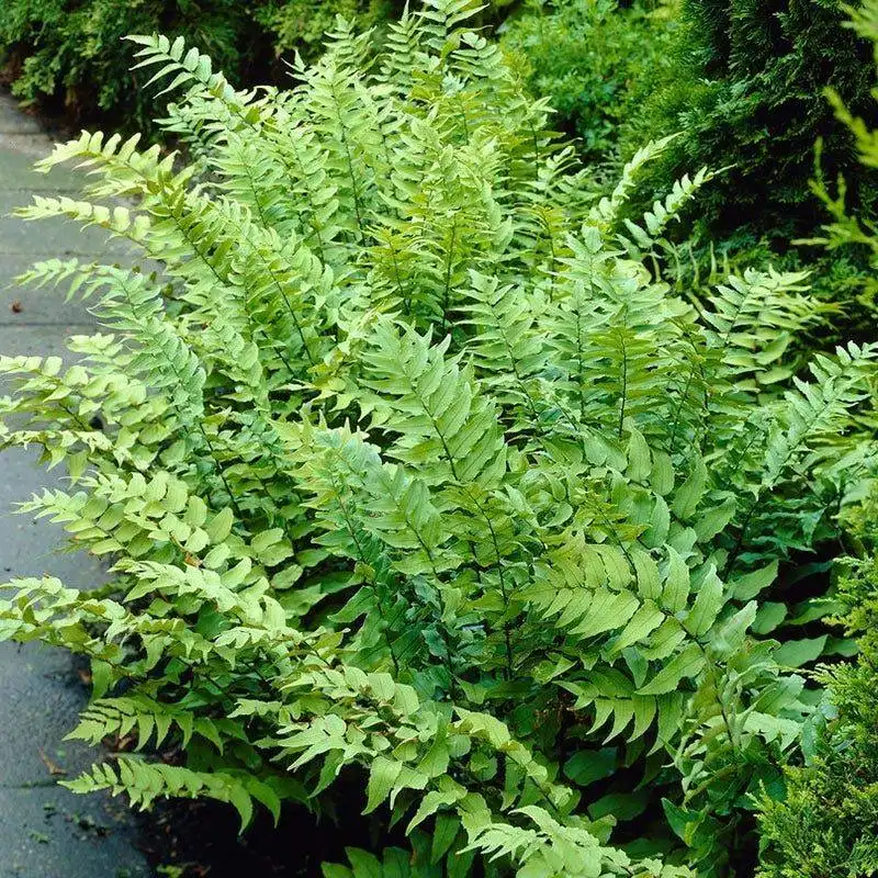 The Hardy Holly Fern