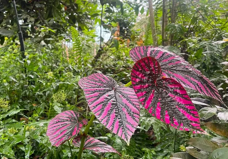 The Trap of Exotic Plant Fascination