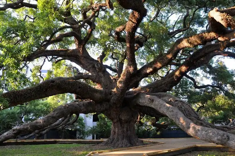 The Treaty Oak