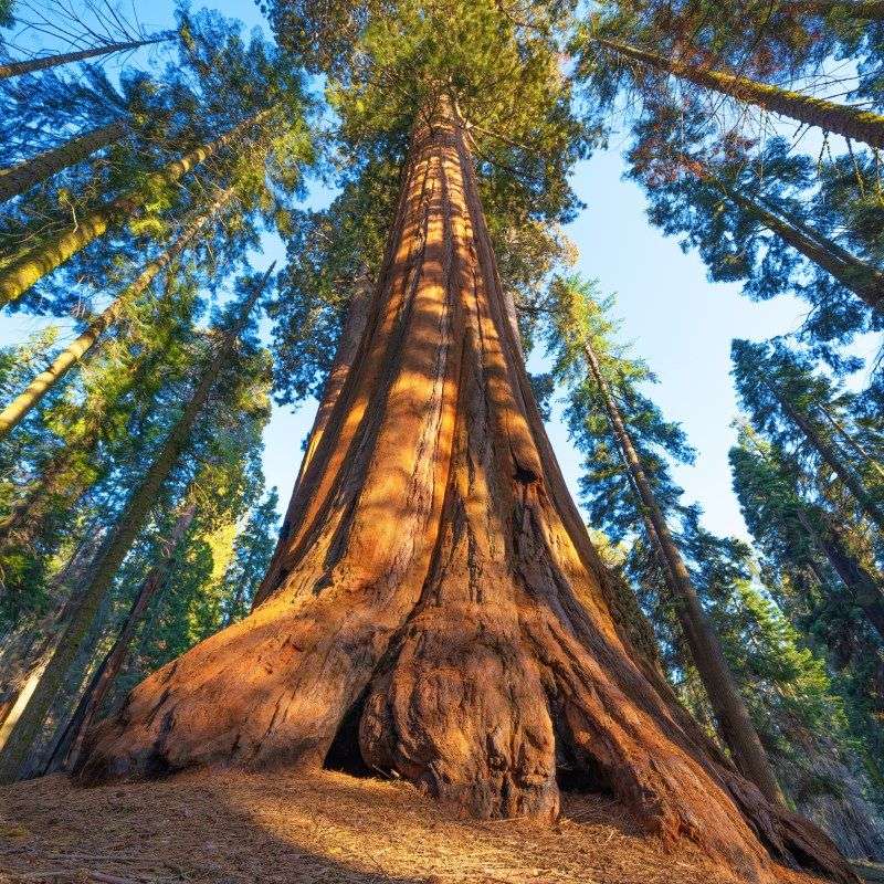 The General Sherman Tree