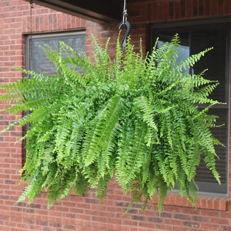 The Majestic Boston Fern