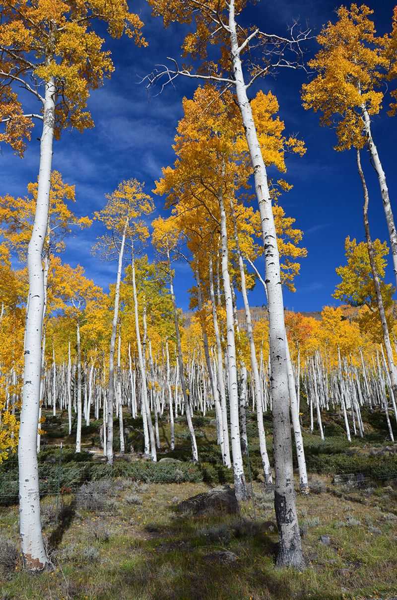 The Pando Tree
