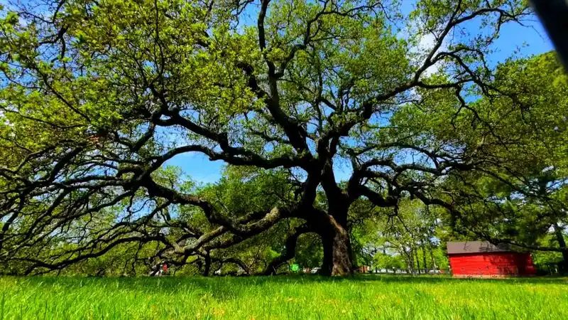The Emancipation Oak
