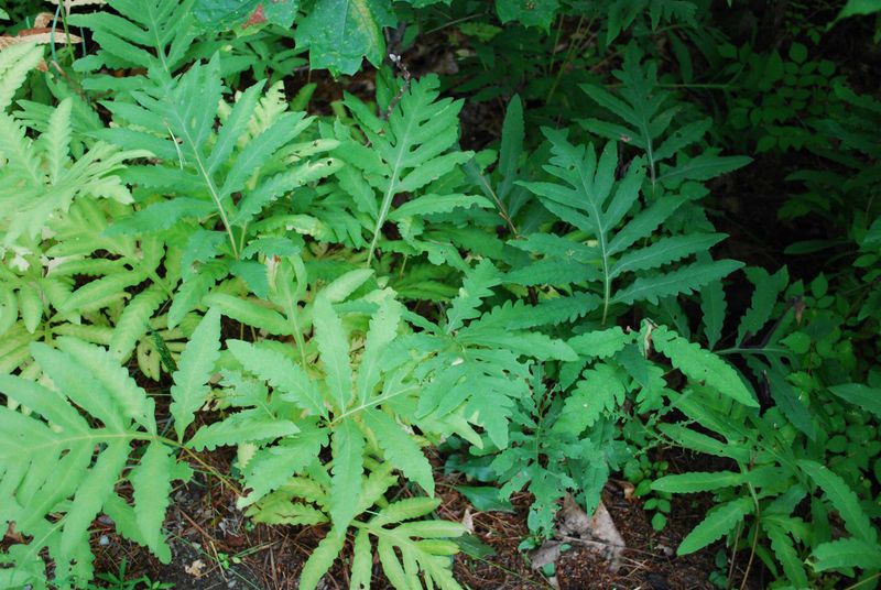 The Reliable Sensitive Fern